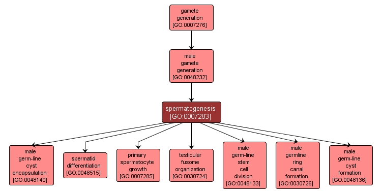 GO:0007283 - spermatogenesis (interactive image map)