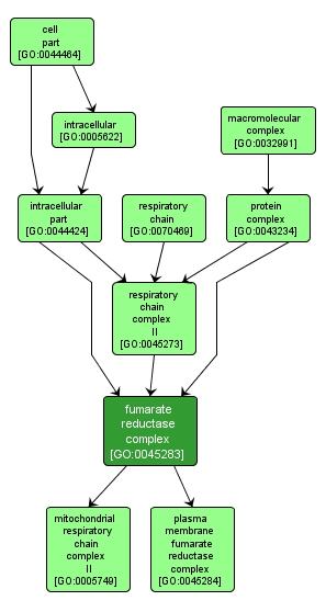 GO:0045283 - fumarate reductase complex (interactive image map)