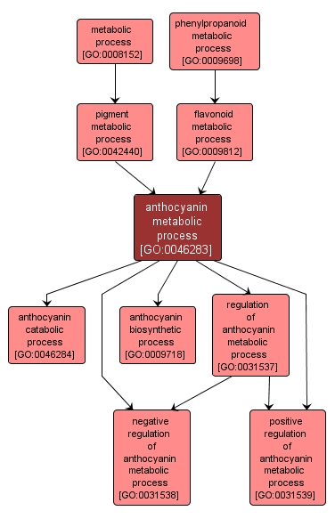 GO:0046283 - anthocyanin metabolic process (interactive image map)