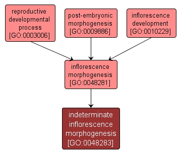 GO:0048283 - indeterminate inflorescence morphogenesis (interactive image map)