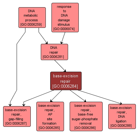 GO:0006284 - base-excision repair (interactive image map)