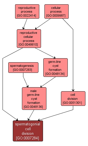 GO:0007284 - spermatogonial cell division (interactive image map)