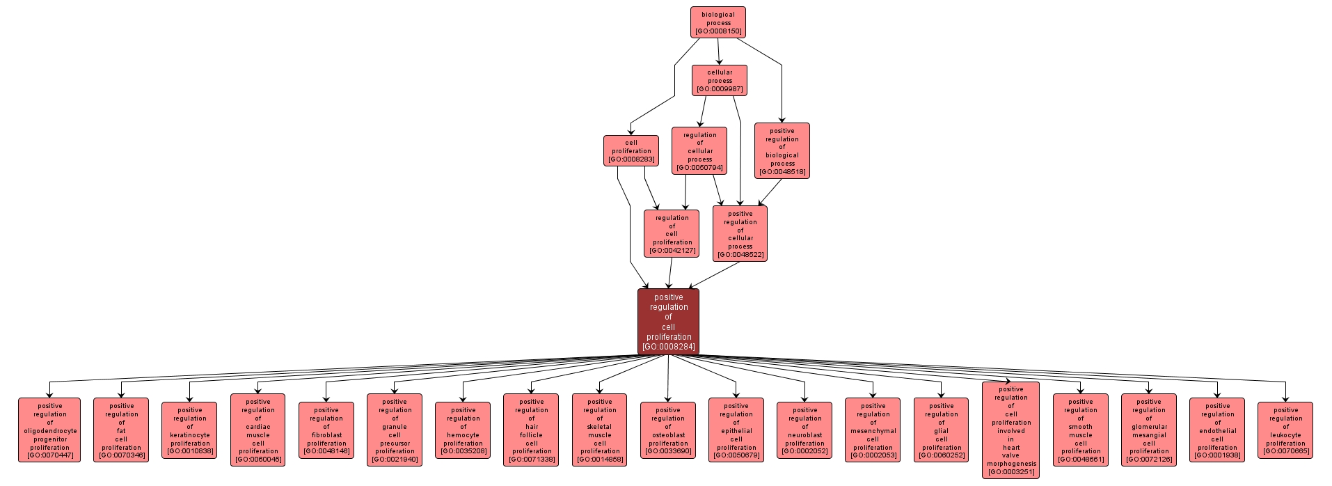 GO:0008284 - positive regulation of cell proliferation (interactive image map)