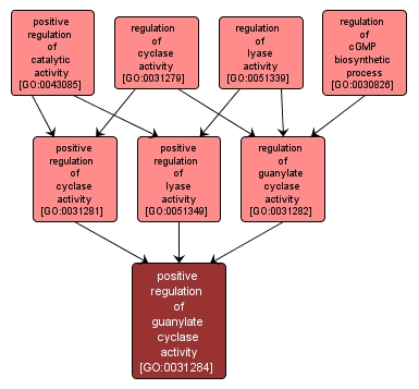 GO:0031284 - positive regulation of guanylate cyclase activity (interactive image map)