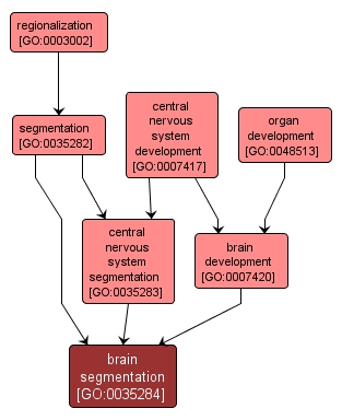 GO:0035284 - brain segmentation (interactive image map)