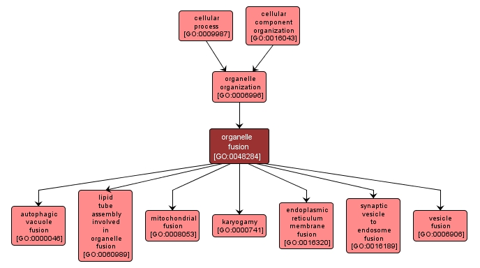 GO:0048284 - organelle fusion (interactive image map)