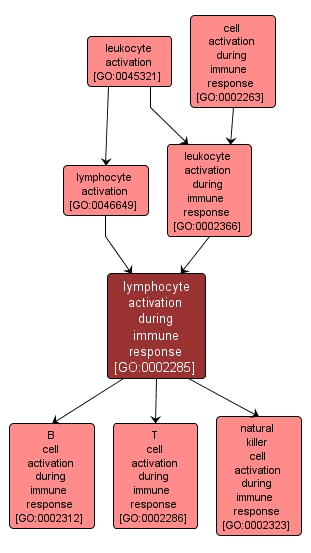 GO:0002285 - lymphocyte activation during immune response (interactive image map)
