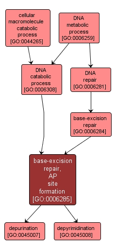 GO:0006285 - base-excision repair, AP site formation (interactive image map)