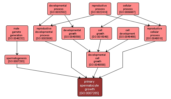 GO:0007285 - primary spermatocyte growth (interactive image map)