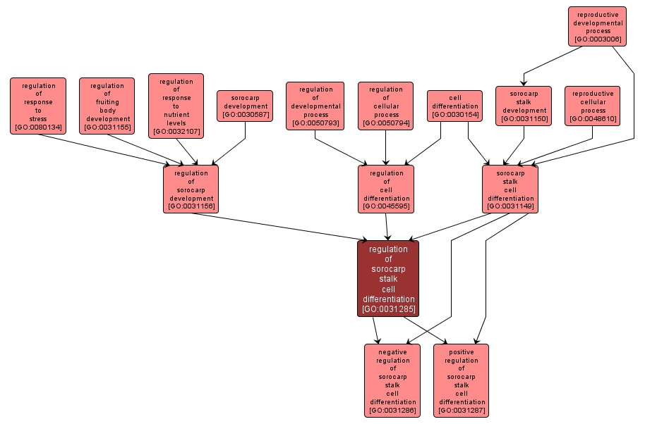 GO:0031285 - regulation of sorocarp stalk cell differentiation (interactive image map)