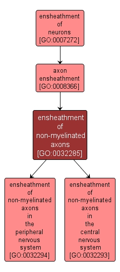 GO:0032285 - ensheathment of non-myelinated axons (interactive image map)