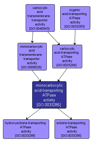 GO:0033285 - monocarboxylic acid-transporting ATPase activity (interactive image map)