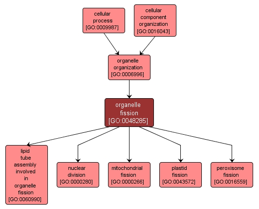 GO:0048285 - organelle fission (interactive image map)