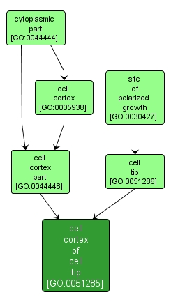 GO:0051285 - cell cortex of cell tip (interactive image map)