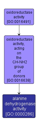 GO:0000286 - alanine dehydrogenase activity (interactive image map)