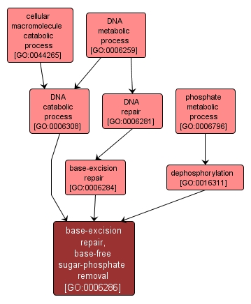 GO:0006286 - base-excision repair, base-free sugar-phosphate removal (interactive image map)