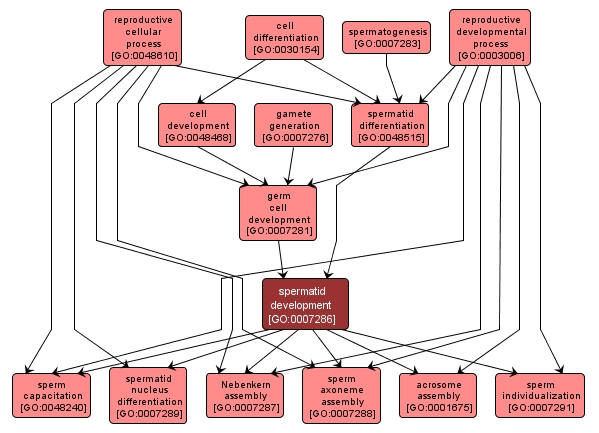 GO:0007286 - spermatid development (interactive image map)