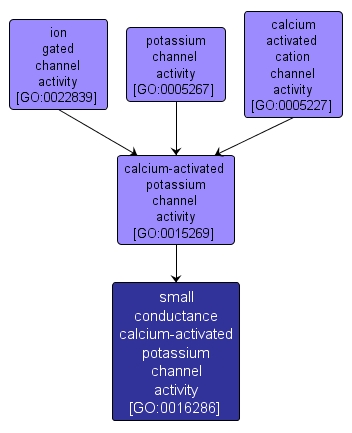 GO:0016286 - small conductance calcium-activated potassium channel activity (interactive image map)