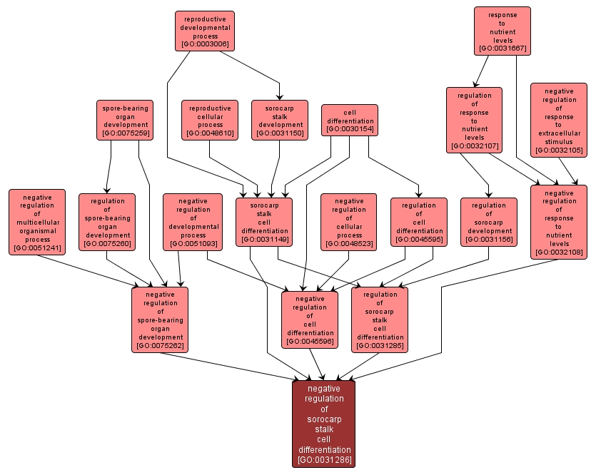 GO:0031286 - negative regulation of sorocarp stalk cell differentiation (interactive image map)