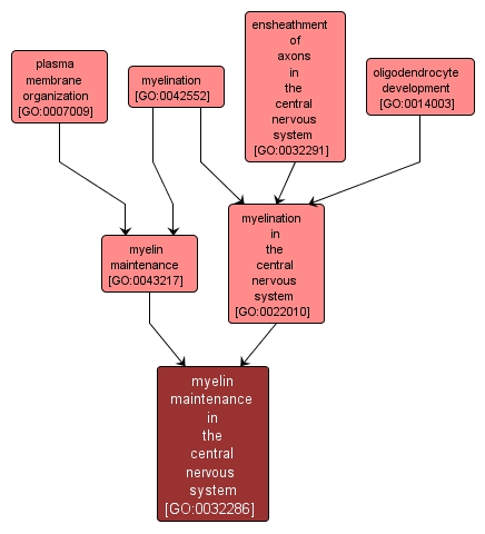 GO:0032286 - myelin maintenance in the central nervous system (interactive image map)