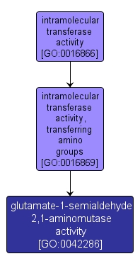 GO:0042286 - glutamate-1-semialdehyde 2,1-aminomutase activity (interactive image map)