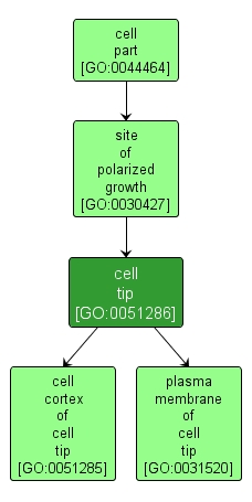 GO:0051286 - cell tip (interactive image map)