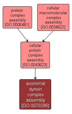 GO:0070286 - axonemal dynein complex assembly (interactive image map)