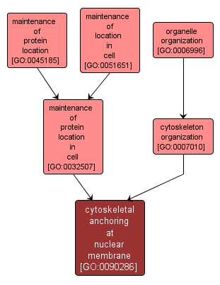 GO:0090286 - cytoskeletal anchoring at nuclear membrane (interactive image map)