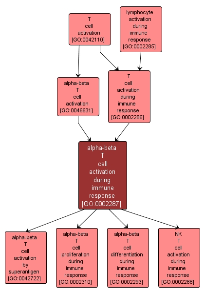 GO:0002287 - alpha-beta T cell activation during immune response (interactive image map)