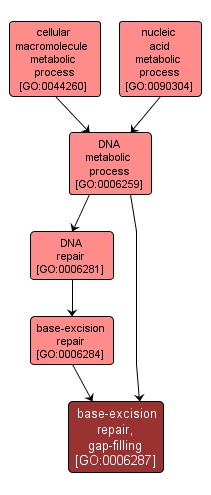 GO:0006287 - base-excision repair, gap-filling (interactive image map)