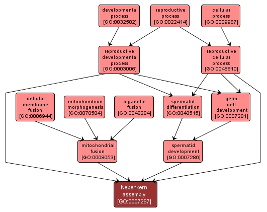 GO:0007287 - Nebenkern assembly (interactive image map)