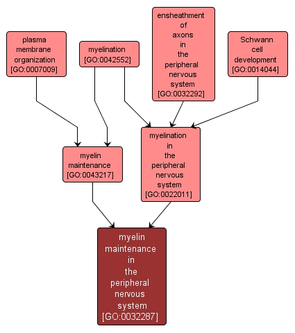 GO:0032287 - myelin maintenance in the peripheral nervous system (interactive image map)