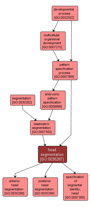 GO:0035287 - head segmentation (interactive image map)