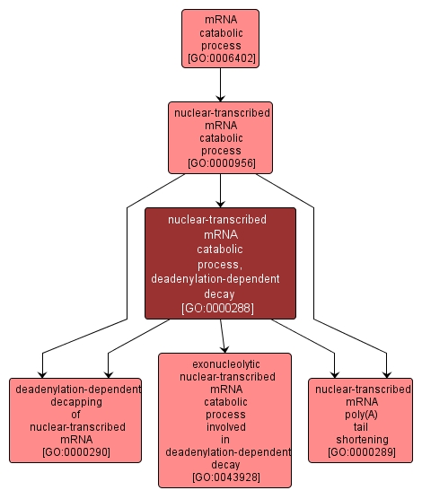 GO:0000288 - nuclear-transcribed mRNA catabolic process, deadenylation-dependent decay (interactive image map)