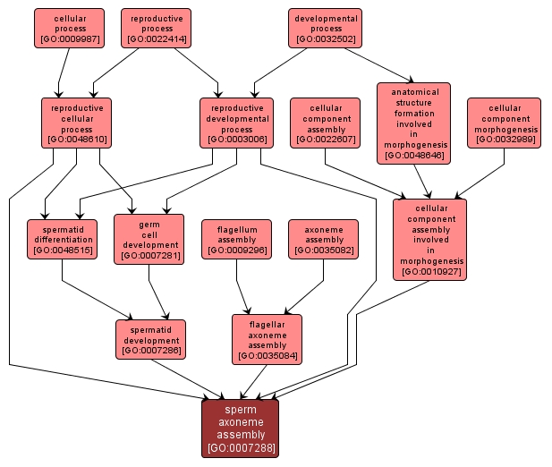 GO:0007288 - sperm axoneme assembly (interactive image map)