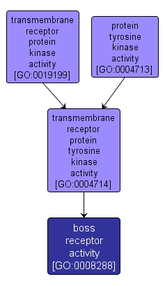 GO:0008288 - boss receptor activity (interactive image map)