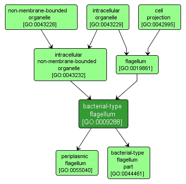 GO:0009288 - bacterial-type flagellum (interactive image map)