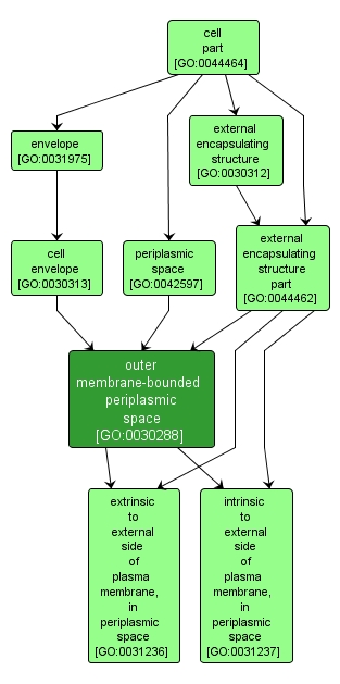 GO:0030288 - outer membrane-bounded periplasmic space (interactive image map)