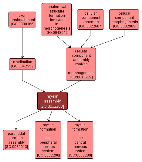 GO:0032288 - myelin assembly (interactive image map)