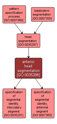 GO:0035288 - anterior head segmentation (interactive image map)
