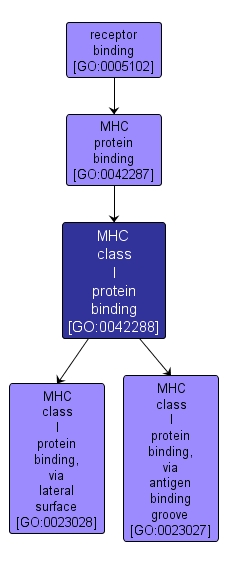 GO:0042288 - MHC class I protein binding (interactive image map)
