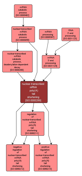 GO:0000289 - nuclear-transcribed mRNA poly(A) tail shortening (interactive image map)