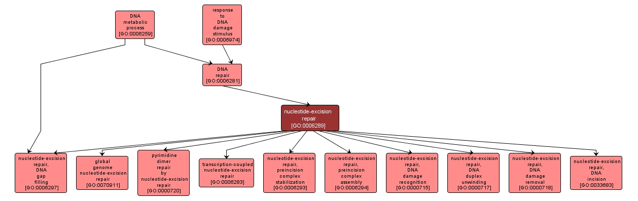 GO:0006289 - nucleotide-excision repair (interactive image map)