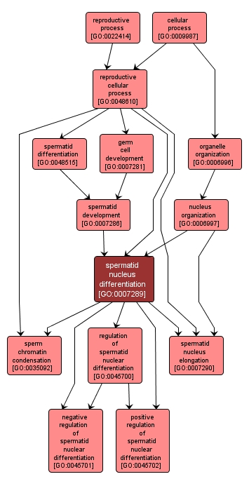 GO:0007289 - spermatid nucleus differentiation (interactive image map)