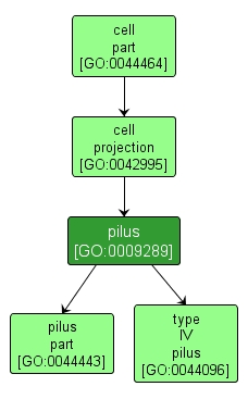 GO:0009289 - pilus (interactive image map)