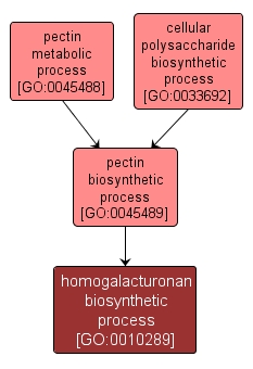 GO:0010289 - homogalacturonan biosynthetic process (interactive image map)