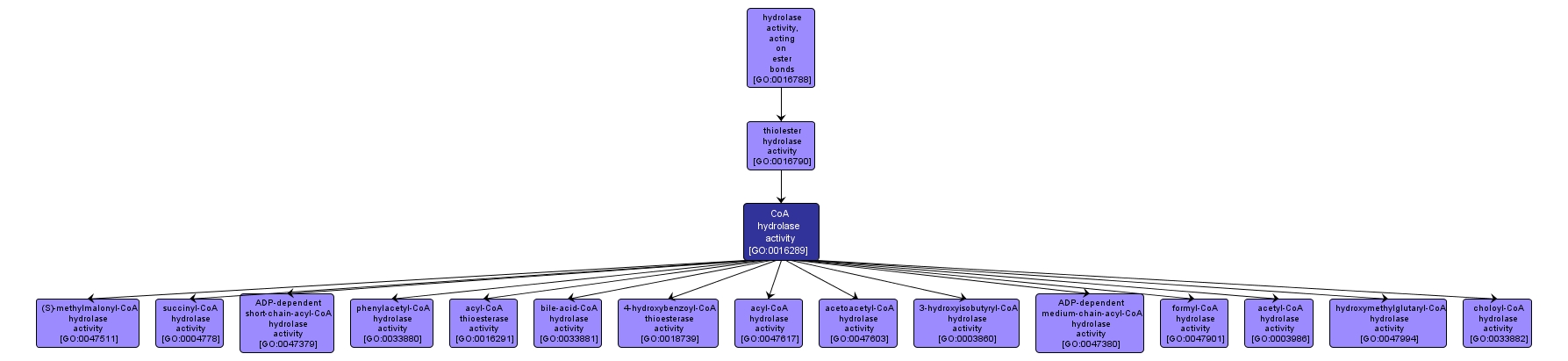 GO:0016289 - CoA hydrolase activity (interactive image map)