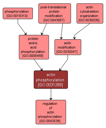GO:0031289 - actin phosphorylation (interactive image map)