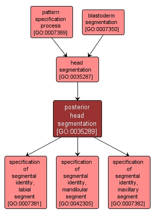 GO:0035289 - posterior head segmentation (interactive image map)