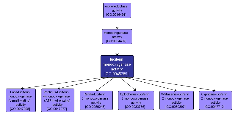 GO:0045289 - luciferin monooxygenase activity (interactive image map)